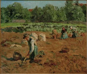 Colheita da batata