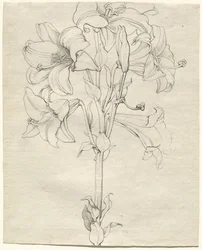 Um talo de lírios com seis flores