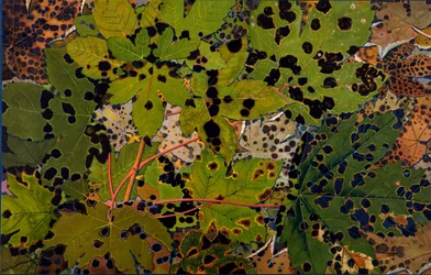 Acer pseudoplatanus: sicómoro atacado pelo fungo preto Rhytisma acerinum, 1907-09