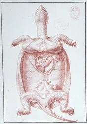 Uma Tartaruga (caneta e tinta sobre papel)
