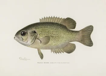 Rock Bass (Amploplites rupestris), de Sherman F. Denton (1856-1937)