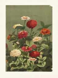 Zínias, de Ellen Thayer Fisher