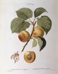 Apricot (Armeniaca vulgaris ou Prunus armeniaca), Henry Louis Duhamel du Monceau, placa botânica de Pierre Joseph Redouté