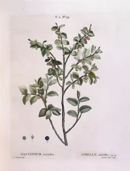 Bilberry (Vaccinium myrtillus), Henry Louis Duhamel du Monceau, placa botânica de Pierre Joseph Redouté