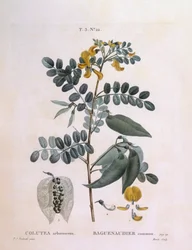 Bexiga Senna (Colutea arborescência), Henry Louis Duhamel du Monceau, placa botânica de Pierre Joseph Redouté