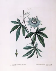 Flor da paixão azul (Passiflora caerulea), Henry Louis Duhamel du Monceau, placa botânica de Pierre Joseph Redouté