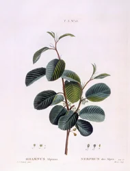 Buckthorn (Rhamnus alpinus), Henry Louis Duhamel du Monceau, placa botânica de Pierre Joseph Redouté