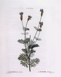 Lavanda Francesa (Lavandula stoechas), Henry Louis Duhamel du Monceau, placa botânica de Pierre Joseph Redouté