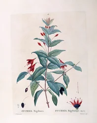 Fuchsia (Fuchsia magellanica), Henry Louis Duhamel du Monceau, placa botânica de Pierre Joseph Redouté