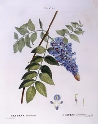 Glycine (Glycine frutescens), Henry Louis Duhamel du Monceau, placa botânica de Pierre Joseph Redouté