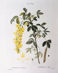 Golden Chain (Cytisus laburnum), Henry Louis Duhamel du Monceau, placa botânica de Pierre Joseph Redouté