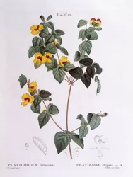 Pêra liso bonito (Platylobium formosum), Henry Louis Duhamel du Monceau, placa botânica de Pierre Joseph Redouté