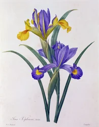 Iris Xiphium (gravura colorida)