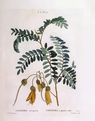 Kowhai (Sophora tetraptera ou Edwardsia grandiflora), Henry Louis Duhamel du Monceau, placa botânica de Pierre Joseph Redouté
