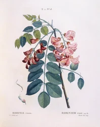 Locust (Robinia rosea), Henry Louis Duhamel du Monceau, placa botânica de Pierre Joseph Redouté