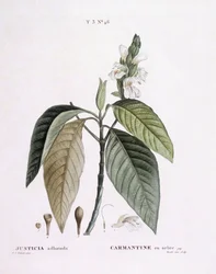 Malabar nut (Justicia adhatoda), Henry Louis Duhamel du Monceau, placa botânica de Pierre Joseph Redouté