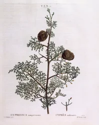 Cipreste mediterrânico (Cupressus sempervirens), Henry Louis Duhamel du Monceau, placa botânica de Pierre Joseph Redouté