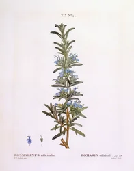Rosemary (Rosmarinus officinalis), Henry Louis Duhamel du Monceau, placa botânica de Pierre Joseph Redouté