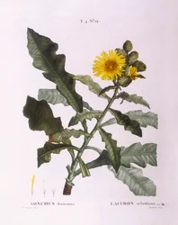 Semeia cardos (Sonchus fruticosus), Henry Louis Duhamel du Monceau, placa botânica de Pierre Joseph Redouté