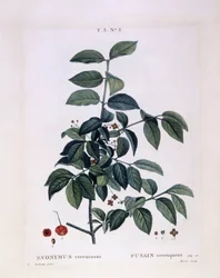 Spindle (Euonymus verrucosus), Henry Louis Duhamel du Monceau, placa botânica de Pierre Joseph Redouté