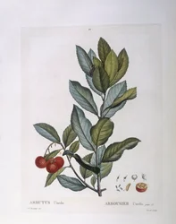 Morangueiro (Arbutus unedo), Henry Louis Duhamel du Monceau, placa botânica de Pierre Joseph Redouté