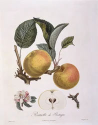 Maçã (Malus domestica), variedade Bourgogne Henry Louis Duhamel du Monceau, placa botânica de Pierre Antoine Poiteau