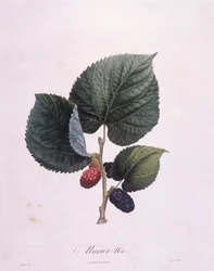 Amora preta (Morus nigra), Henry Louis Duhamel du Monceau, placa botânica de Pierre Antoine Poiteau