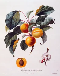 Frutas e flores de alperce Albergier De Montgamet, cerca de 1846, gravura colorida de Pierre-Antoine Poiteau de Pomolgie Francais, França