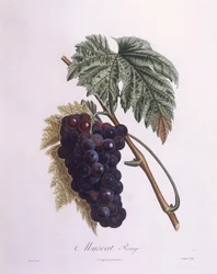 Vinha de Moscatel (Vitis vinifera), Henry Louis Duhamel du Monceau, placa botânica de Pierre Antoine Poiteau