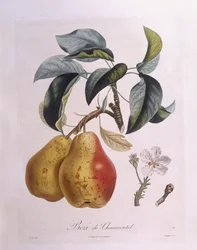Pêra "Bezi de Chaumontel" Henry Louis Duhamel du Monceau, placa botânica de Pierre Antoine Poiteau