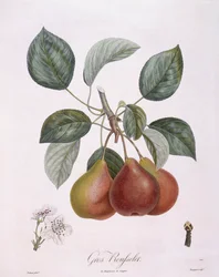Pêra "Gros Rousselet" Henry Louis Duhamel du Monceau, placa botânica de Pierre Antoine Poiteau