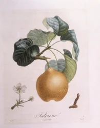 Pêra "Talousie" Henry Louis Duhamel du Monceau, placa botânica de Pierre Antoine Poiteau