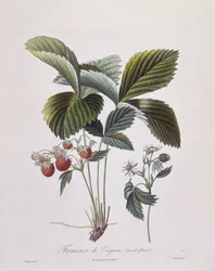 Virginia Strawberry (Fragaria virginiana), Henry Louis Duhamel du Monceau, placa botânica de Pierre Antoine Poiteau