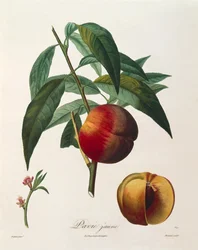 Pêssego amarelo (Pavie Jaune) de Antoine Poiteau