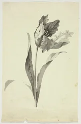 Tulipa