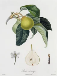 Poire d&39;ange, gravado por Bocourt, publicado em 1755 (gravura a cores)