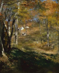 Árvores jovens na floresta