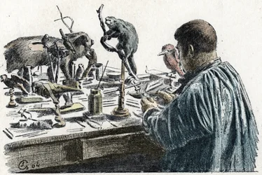 Taxidermia: Um taxidermista empalhado na sua oficina Gravura de Excursion a travessa les metiers" por Pierre Calmette Collection privee