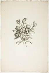 Buquê com Tulipas, da Coleção de Diferentes Buquês de Flores, Inventado e Desenhado por Jean Pillement e gravado por P. C. Canot