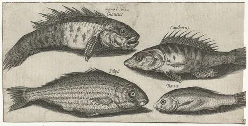 Bockfish, poleiro, goby e um peixe desconhecido Pesca (título da série) Piscivm vivae icons (título da série)