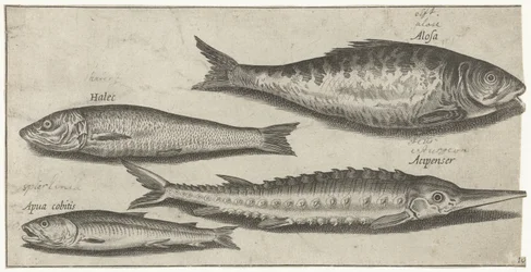 Sável, esturjão, cheiro e um arenque
Peixe (título da série)
Piscivm vivae icones (título da série)