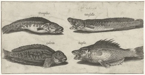 Abrótea, garoupa, peixe-lapa cornudo e um peixe preto; Peixes (título da série); Piscivm vivae icones (título da série)