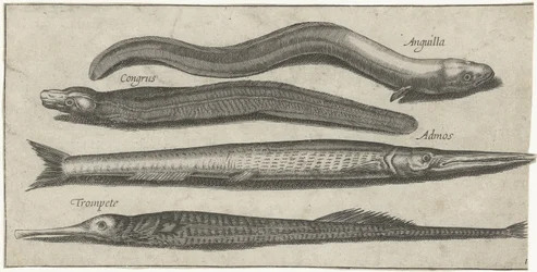 Garfish, pipefish, enguia e uma enguia Pesca (título da série) Ícones de Piscium vivae (título da série)