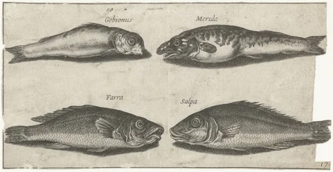 Goby, bogo, badejo e outro peixe Pesca (título da série) Piscivm vivae icons (título da série)