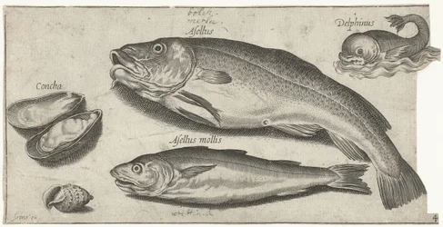 Bacalhau, badejo, um golfinho e conchas
Peixe (título da série)
Piscivm vivae icones (título da série)