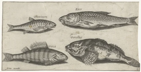 Carpa, peixinho, peixe-gato e um poleiro Pesca (título da série) Ícones de Piscium vivae (título da série)