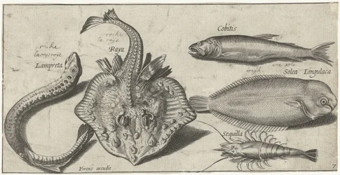 Ray, lampreia marinha, camarão e dois outros peixes Pesca (título da série) Piscivm vivae icons (título da série)