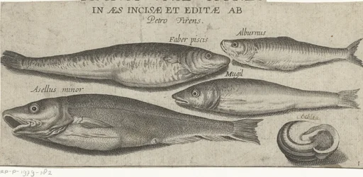 Espadilha, carpa, tainha, bacalhau pequeno e uma vieira
Peixe (título da série)
Piscivm vivae icones (título da série sobre o objecto)