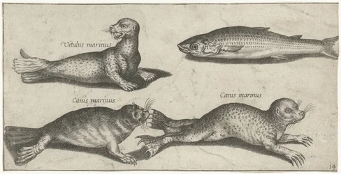 Dois focas, um leão-marinho e uma tainha
Peixe (título da série)
Piscivm vivae icones (título da série)