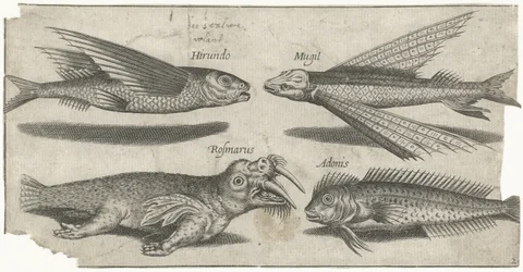 Garoupa voadora, peixe-balão, peixe magro e uma morsa
Peixe (título da série)
Piscivm vivae icones (título da série)